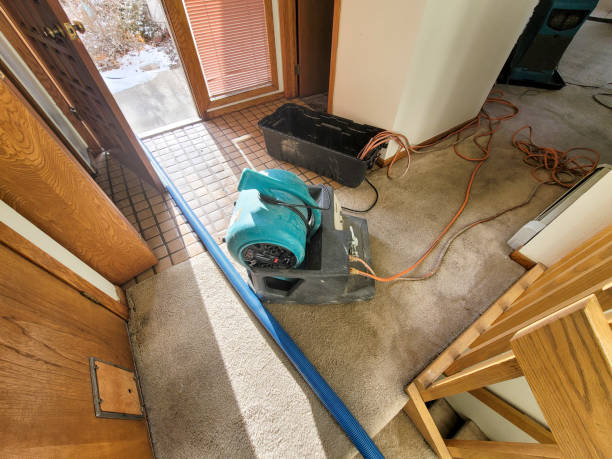 Best Mold removal after water damage  in Paden City, WV